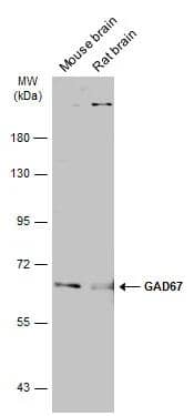 GAD1/GAD67 Antibody