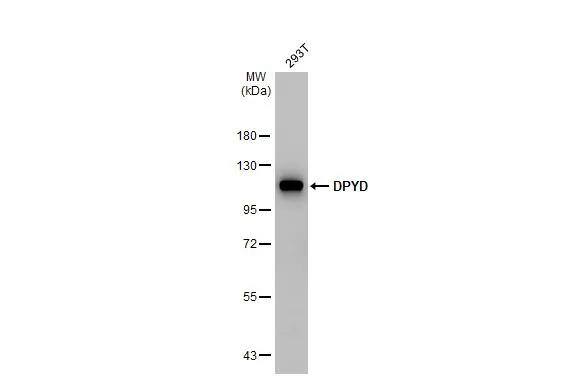 DPYD Antibody