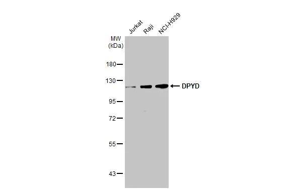 DPYD Antibody