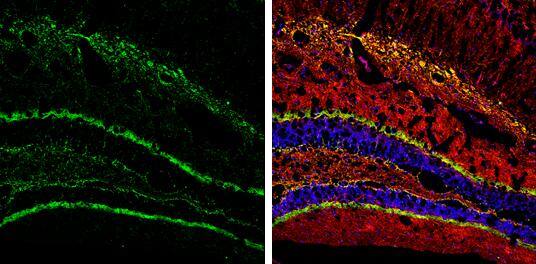 Calretinin Antibody - BSA Free