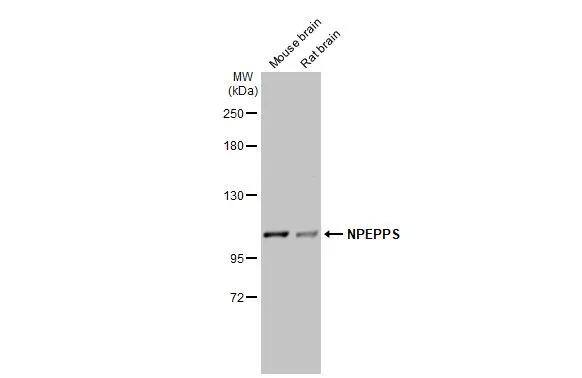 Puromycin-sensitive aminopeptidase/NPEPPS Antibody