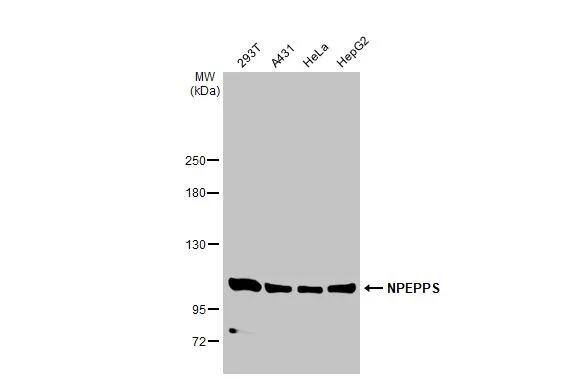 Puromycin-sensitive aminopeptidase/NPEPPS Antibody