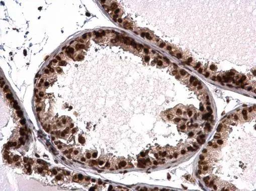 Histone H3.3B Antibody