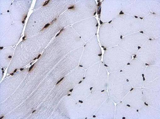 Histone H3.3B Antibody