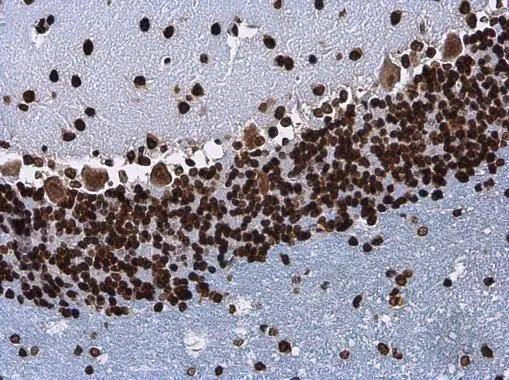 Histone H3.3B Antibody