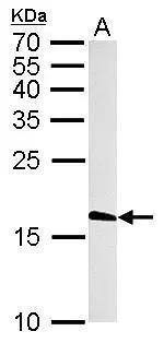 Histone H3.3B Antibody