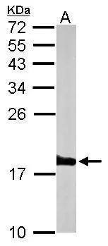 Histone H3.3B Antibody