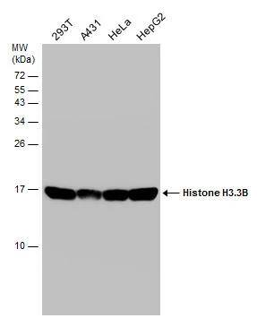 Histone H3.3B Antibody
