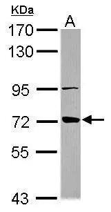ABCB10 Antibody