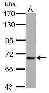 ABCB10 Antibody