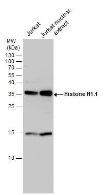 Histone H1.1 Antibody
