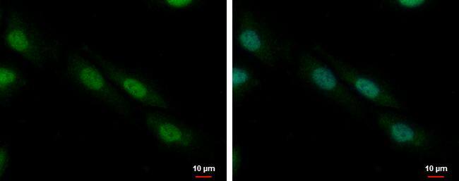 ZNF545 Antibody