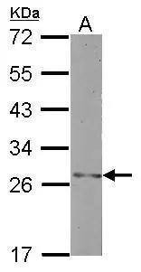 Histone H1t2 Antibody