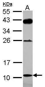 DAOA Antibody