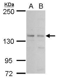 USP52 Antibody