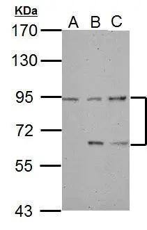 DEPDC1A Antibody