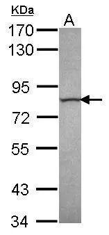 Calpain 13 Antibody