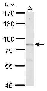 DBC1 Antibody