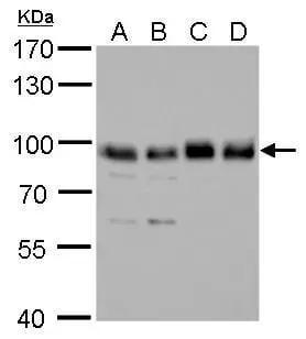 SNX25 Antibody