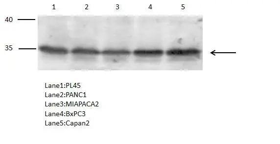 PGR1 Antibody