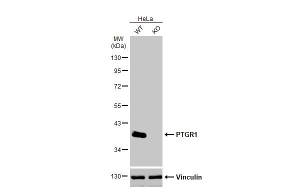 PGR1 Antibody
