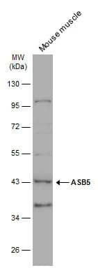 ASB5 Antibody