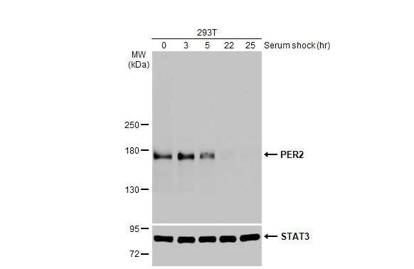 PER2 Antibody (HL2775)