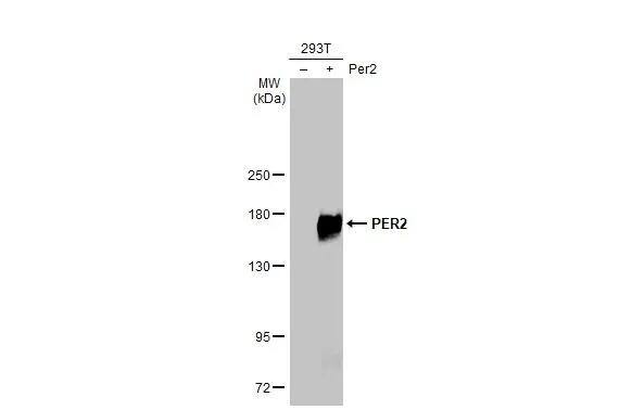PER2 Antibody (HL2775)
