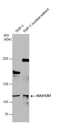 KANSL1 Antibody
