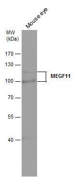 MEGF11 Antibody