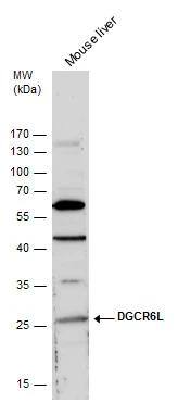 DGCR6L Antibody