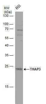 THAP3 Antibody