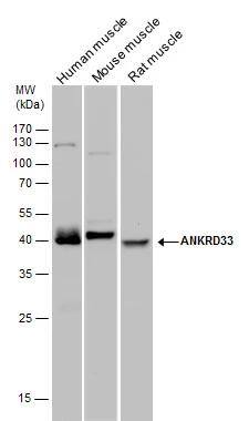 ANKRD33 Antibody