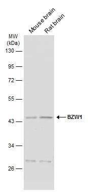BZW1 Antibody