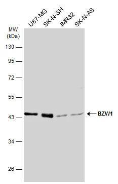 BZW1 Antibody