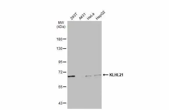 Kelch-Like Family Member 21 Antibody