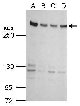 ZNF638 Antibody