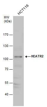 HEATR2 Antibody
