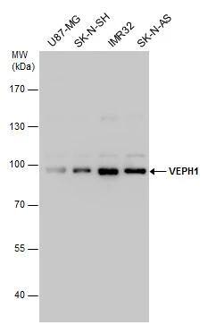 VEPH1 Antibody