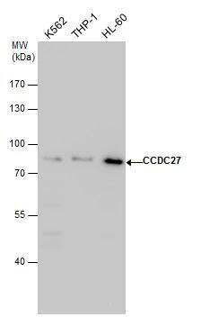 CCDC27 Antibody