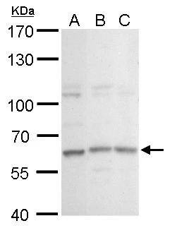GPBP1L1 Antibody