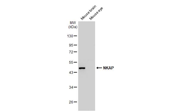 NKAP Antibody