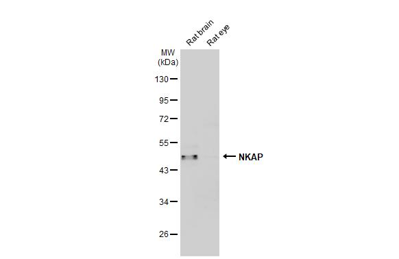 NKAP Antibody