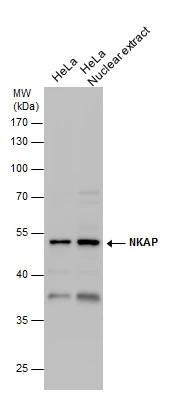 NKAP Antibody