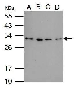 RWDD3 Antibody
