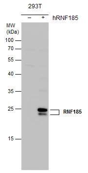 RNF185 Antibody