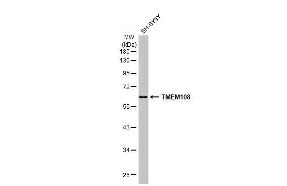 TMEM108 Antibody
