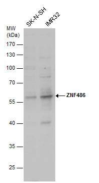 ZNF486 Antibody