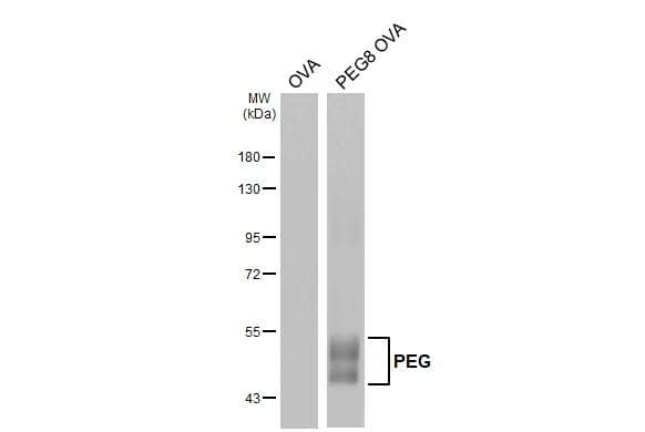 Polyethylene Glycol Antibody