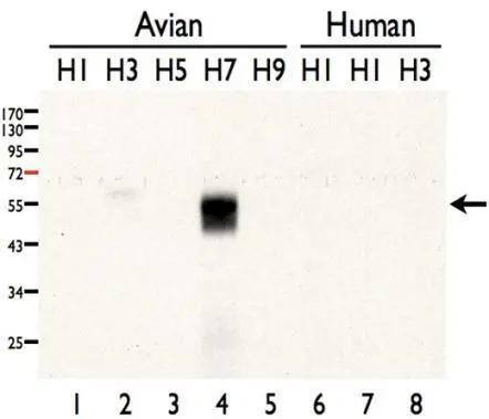 Influenza A H7N7 Hemagglutinin Antibody